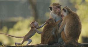monkey-kingdom-movie-image-3