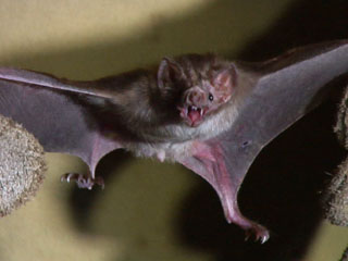 Photo: Flying bat