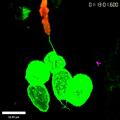 File:Live-Imaging-of-Innate-Immune-Cell-Sensing-of-Transformed-Cells-in-Zebrafish-Larvae-Parallels-pbio.1000562.s011.ogv