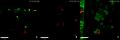 File:Live-Imaging-of-Innate-Immune-Cell-Sensing-of-Transformed-Cells-in-Zebrafish-Larvae-Parallels-pbio.1000562.s005.ogv