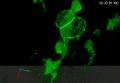 File:Live-Imaging-of-Innate-Immune-Cell-Sensing-of-Transformed-Cells-in-Zebrafish-Larvae-Parallels-pbio.1000562.s012.ogv