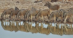 Zebras in Etosha NP