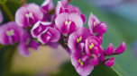 Plant guide: Hardenbergia