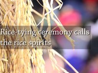 Rice-tying ceremony calls the rice spirits