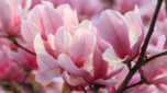 How to grow magnolias