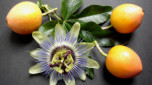 How to grow passionfruit