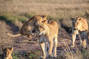 Lion cub jumping on mother’s head, Naboisho Conservancy, Masai Mara, Kenya, Africa
