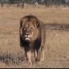 Cecil the lion is shown walking in Zimbabwe's Hwange National Park in a YouTube video from July 9, 2015. Credit: Bryan Orford
