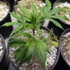 Its legal status and wide range of uses make marijuana a tough plant to regulate — or even to advise farmers about. Here, young marijuana plants are seen at a growing facility.