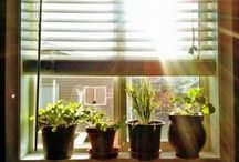 Grow Stuff / Indoor gardening, outdoor gardening, and more -- tips and tricks to growing things! / by About.com
