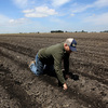 A photo from May shows Gino Celli checking his parched crops near his farm near Stockton, Calif. If predictions of a strong El Niño prove true, it could presage a relief from the region's prolonged drought.