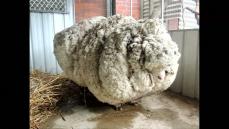 Australian sheep is unofficially the world's woolliest