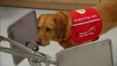 Cancer sniffing dogs to aid British doctors
