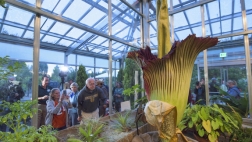 From the front of the -hour line where thousands of people wait to sniff the first bloom of a giant corpse flower in Colorado, the stench is more like a whiff