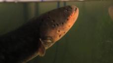 Electrifying secrets behind killer eels