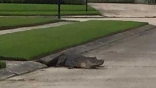 Raw video: Large gator strolls through streets
