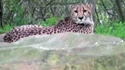 Why did a mother, just days ago, allegedly dangle her -year-old son over the cheetah pit at the Cleveland Zoo, and then — by accident or not — drop him in?