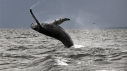 It has been the year of the whale on Long Island Sound, where fishermen and other boaters have reveled in the return of the marine mammals after a long hiatus.