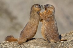 Kissy Face Marmots