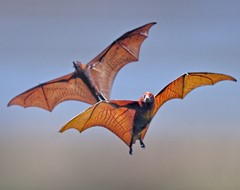 BIF-Bats in Flight