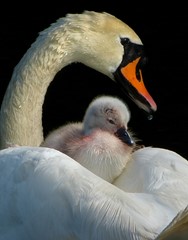 MUTE SWAN and Cygnet