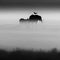 Out of Africa: The black and white nature photography of Laurent Baheaux