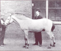 "Tom" the pony immunised to make the first anti-diphtheria antitoxin used in the UK
