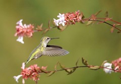 Hammingbird over Glossy Abelia