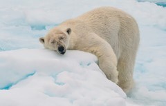 polar bear sleeping on ice floe