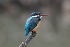 kingfisher updated