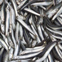 Anchovy is an ingredient used in Indian cooking