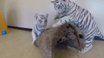 Two white tiger cubs arrive at Dreamworld