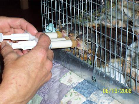 Feeding baby squirrels. A squirrel care workshop will be offered Saturday in Grass Valley by Wildlife Rehabilitation and Release.