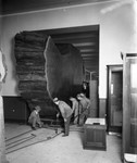 American Museum of Natural History photo archive now online
