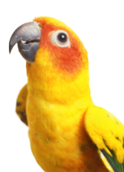 Picture of Bird