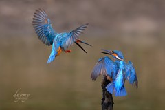 Common Kingfishers (2)