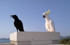 Black as a crow white as a cockatoo