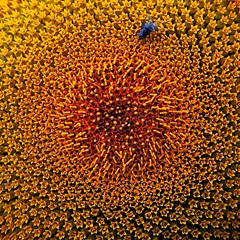 The texture of blooming sunflowers