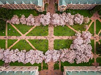 Bird's eye view: Photographing Cherry Blossoms with the DJI Phantom 4