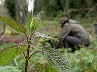 Lights... Camera... Stinging nettles? Our Sony a6300 video shooting experience