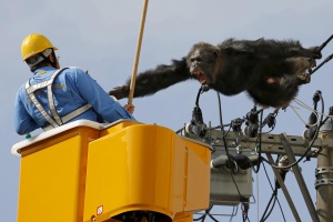 Male chimpanzee Chacha screams after escaping from nearby Yagiyama Zoological Park as a man tries to capture him on the power lines at a residential area in Sendai, northern Japan, in this photo taken by Kyodo, April 14, 2016. The chimp was eventually caught after being shot with a tranquilizer gun and falling from the power lines, Kyodo news reported. REUTERS/Kyodo