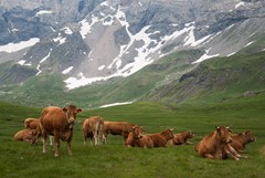 Alpine Herd