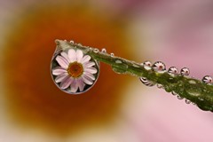 daisy drops