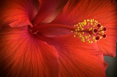 Sunset hibiscus