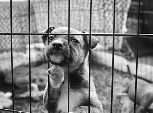 Dog in Cage (Stock Image)