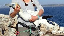 Cosmo, a gannet which has returned home after a fishing trip of almost 1,700 miles, the longest recorded for the species, conservationists said