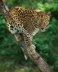 Leopardx
