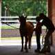 Allison Schlimme (age 10) of Washingtonville, NY, grooms a pony instructed by part time and volunteer Dana Patacova .