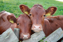 Researchers in Texas are cloning cattle to make better tasting steaks