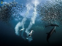 National Geographic announces 2016 Nature Photographer of the Year